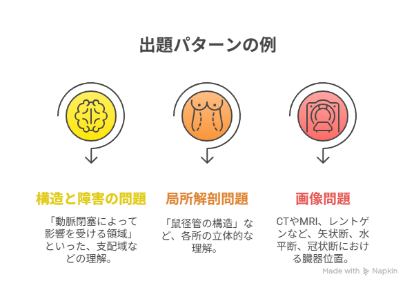 出題パターンの例。
正常構造と疾患の関連性、局所解剖知識、画像問題の3つに分けられることを説明している。
NapkinAIにて生成。