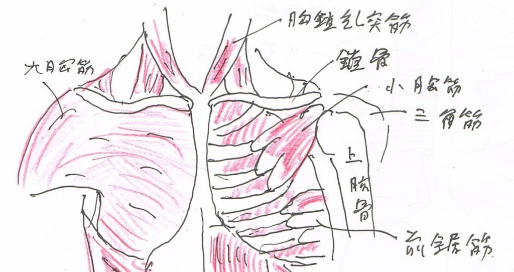 医学生へ 解剖学を効率よく学ぶためのヒント 胸部の筋のまとめ
