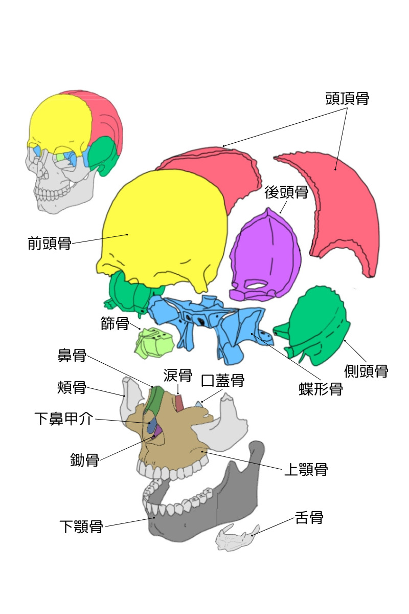 頭蓋骨　名称