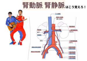 腎動脈 腎静脈の解剖