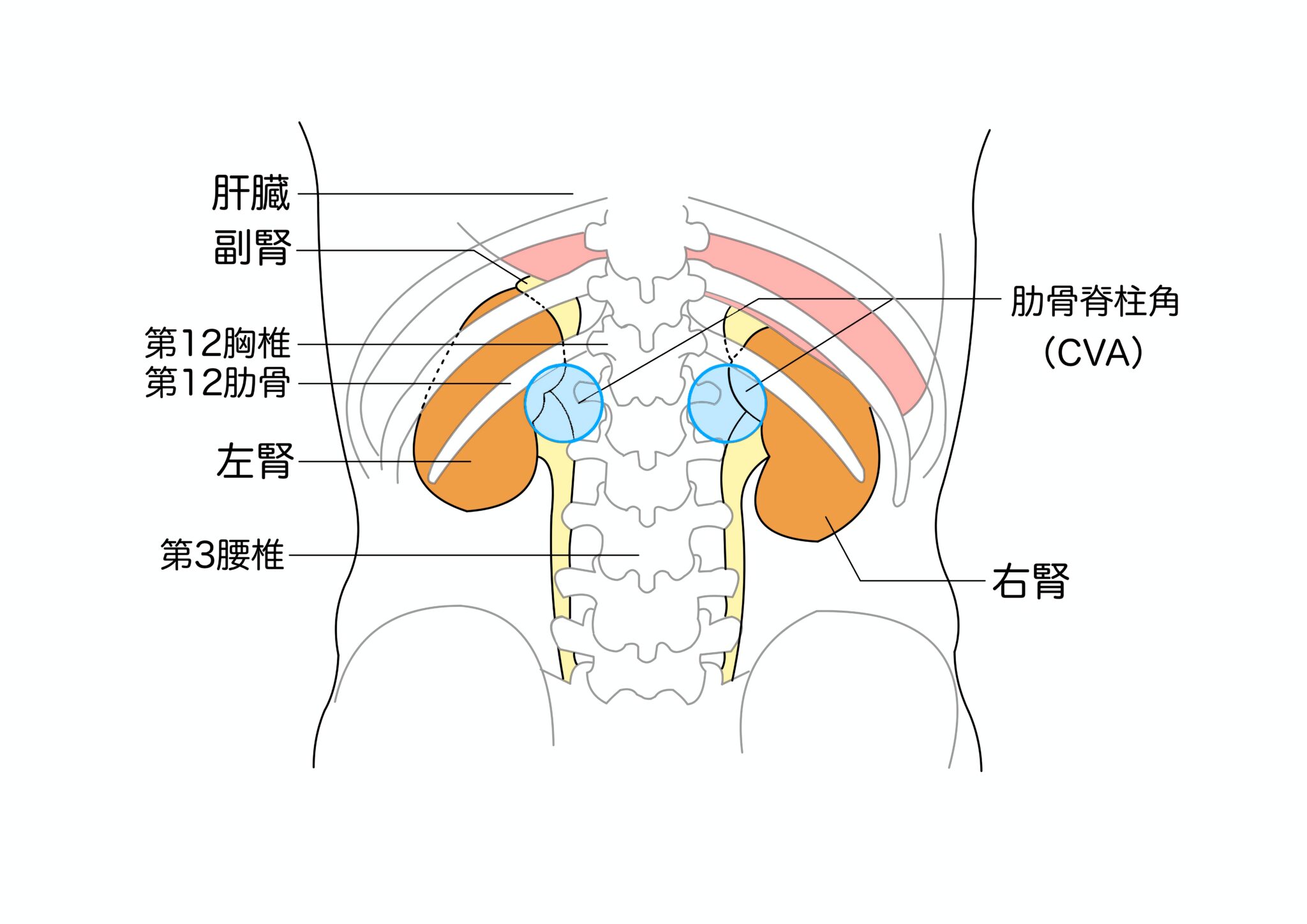 【医学生道場】腎臓の解剖！腎動脈、腎静脈の位置は？【解剖学】【腎臓内科】 | 医学生道場