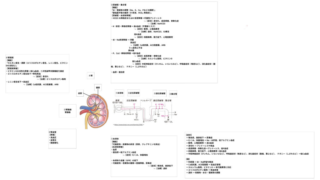 本ブログで紹介している、基礎医学と臨床医学を繋げる学習マップの一例です。腎臓をテーマとし、解剖や病態生理、治療法などが記載されています。